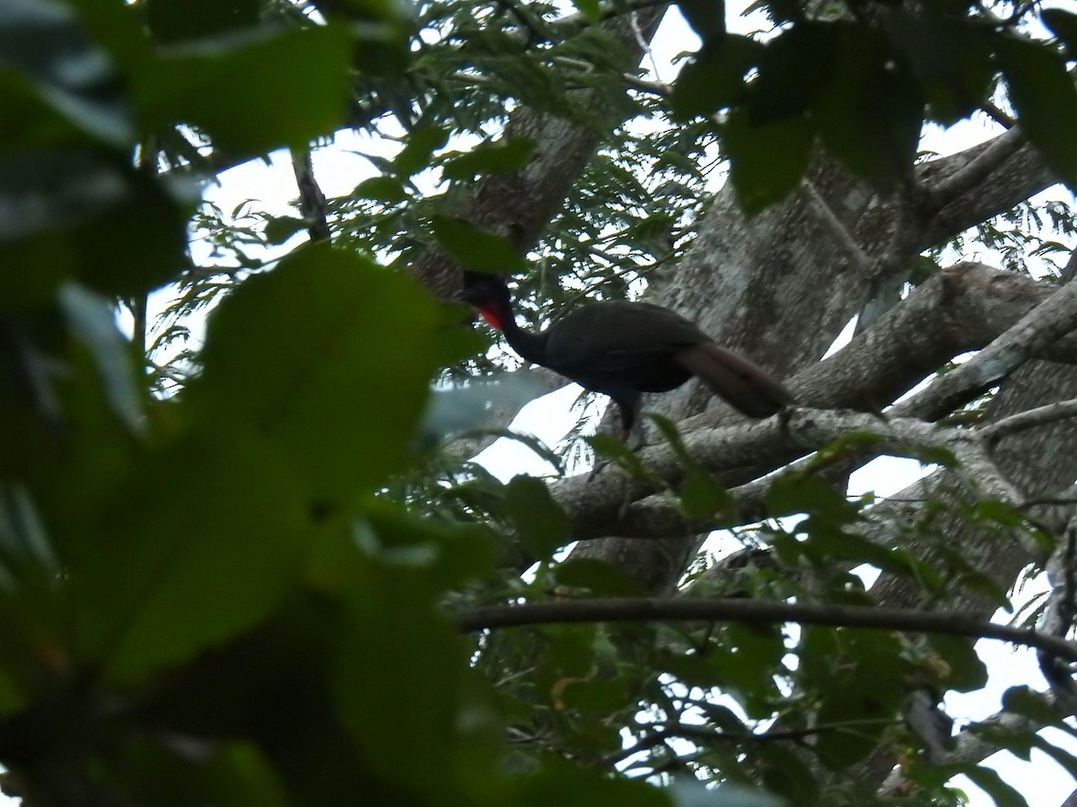Crested Guan - ML599564721