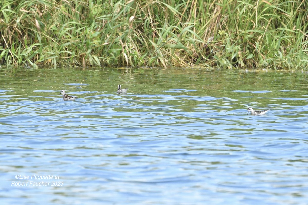 Red-necked Phalarope - Lise Paquette  Robert Faucher