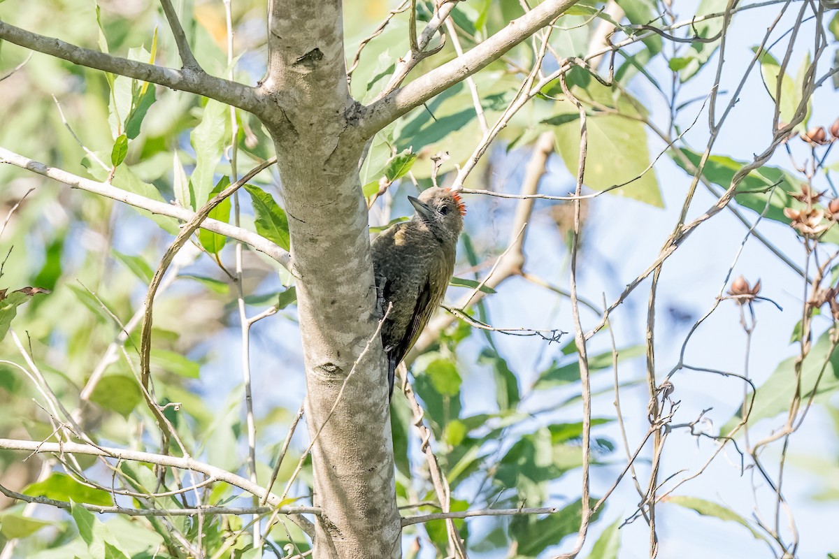 Little Woodpecker - ML599565291