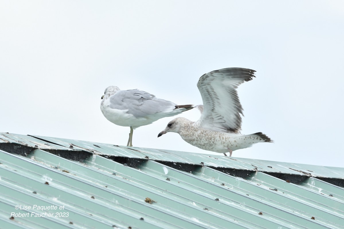 Ring-billed Gull - Lise Paquette  Robert Faucher