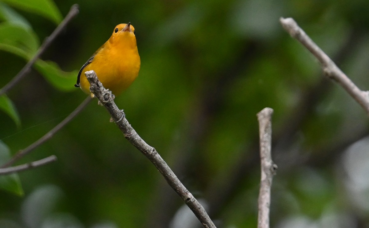 Prothonotary Warbler - ML599566451