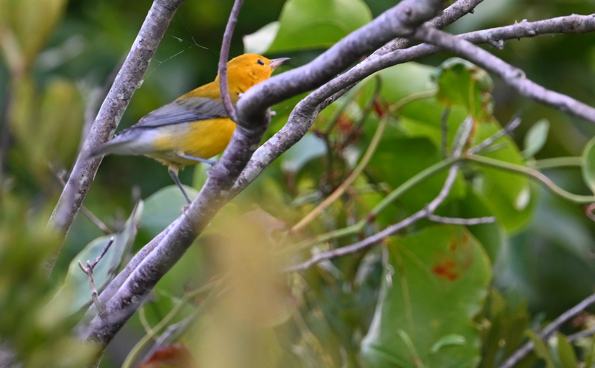 Prothonotary Warbler - ML599566631
