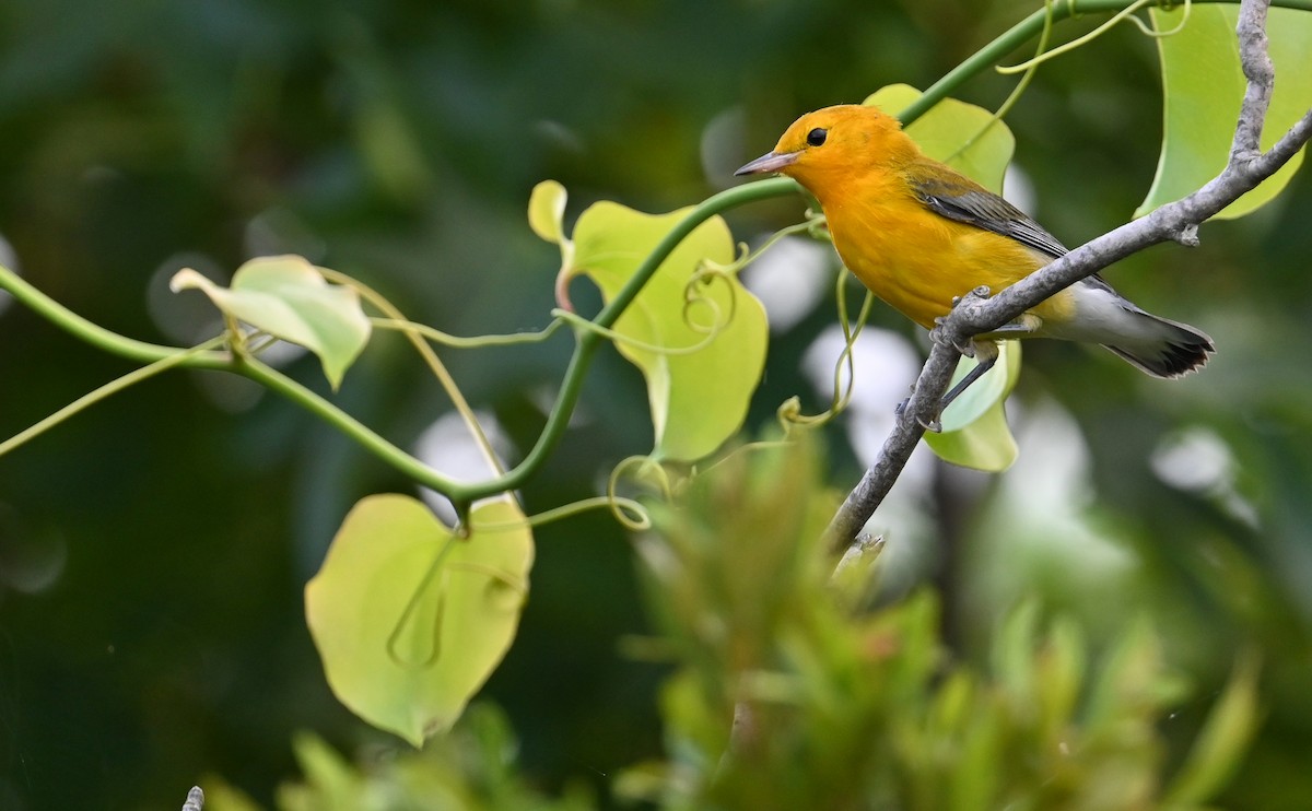 Prothonotary Warbler - ML599566701