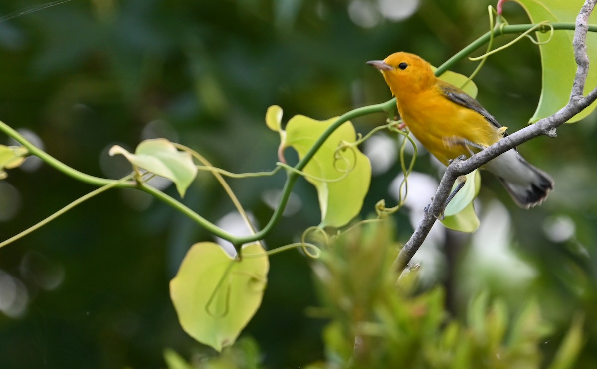 Prothonotary Warbler - ML599566761