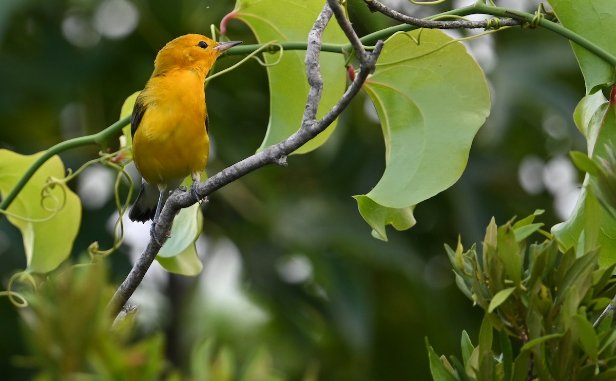 Prothonotary Warbler - ML599566811