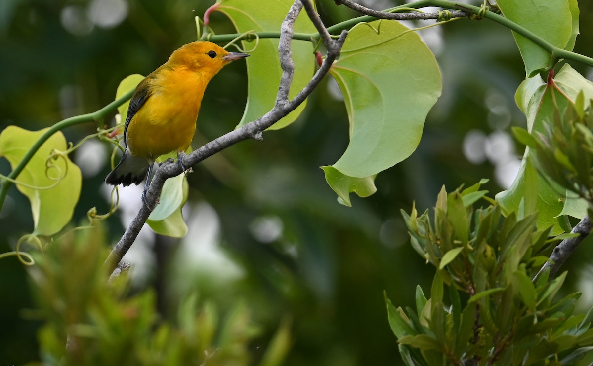 Prothonotary Warbler - ML599566901