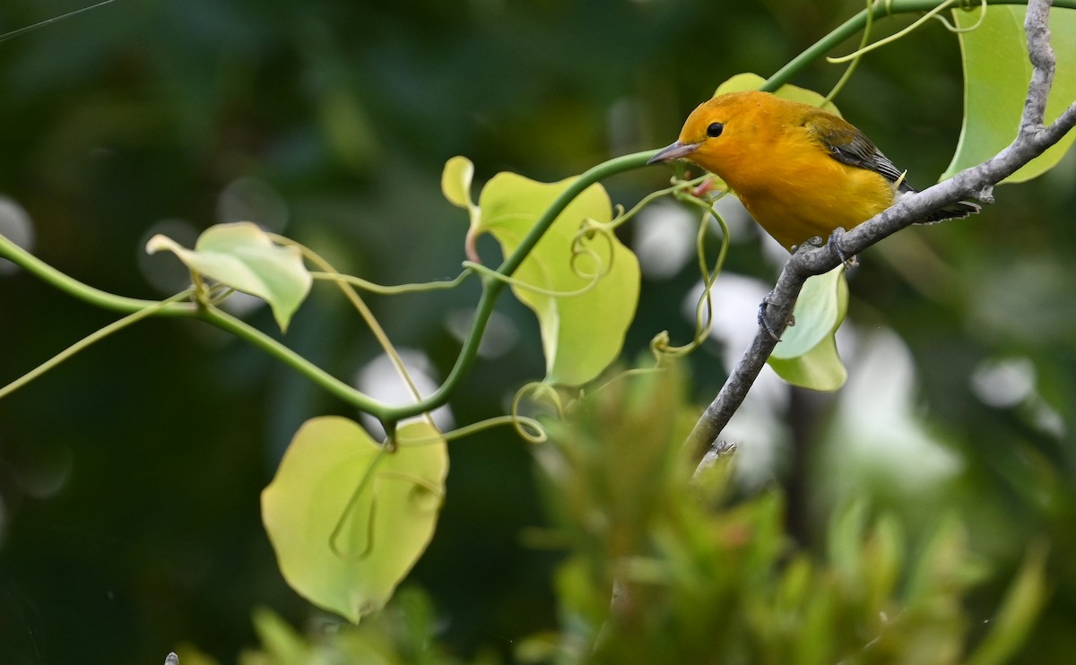 Prothonotary Warbler - ML599566961