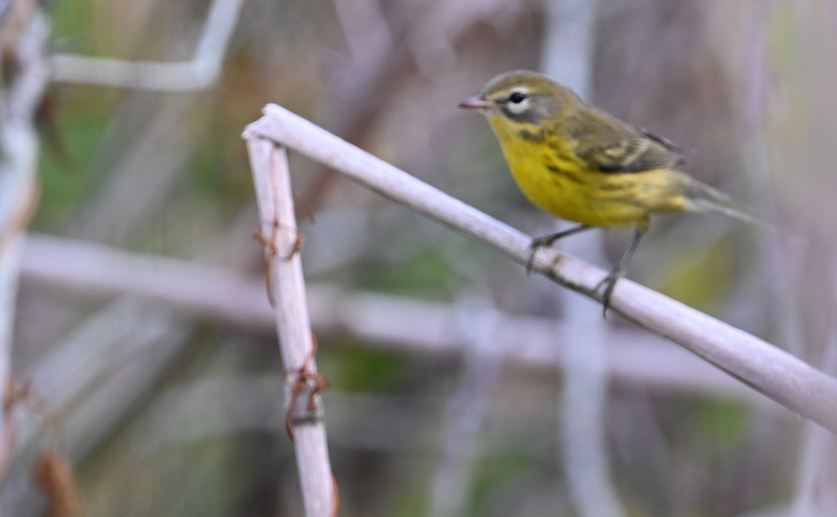 Prairie Warbler - ML599567131