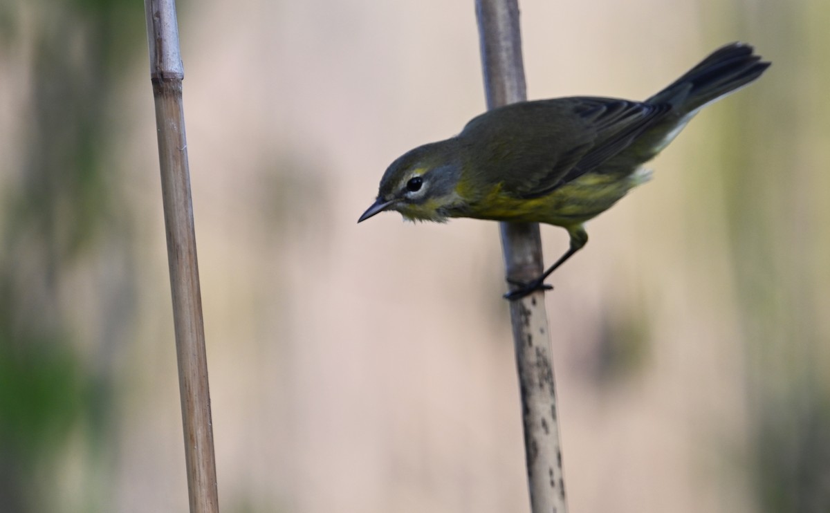 Prairie Warbler - ML599567211