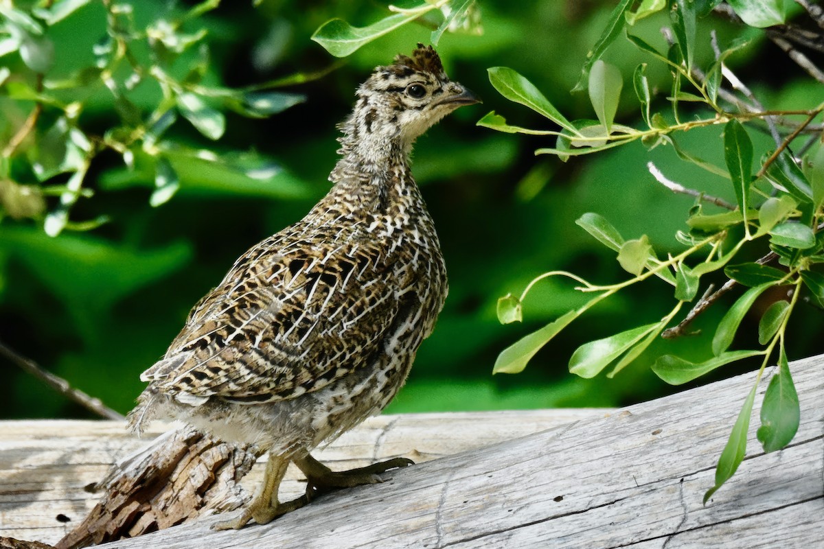 Gallo Fuliginoso - ML599567411