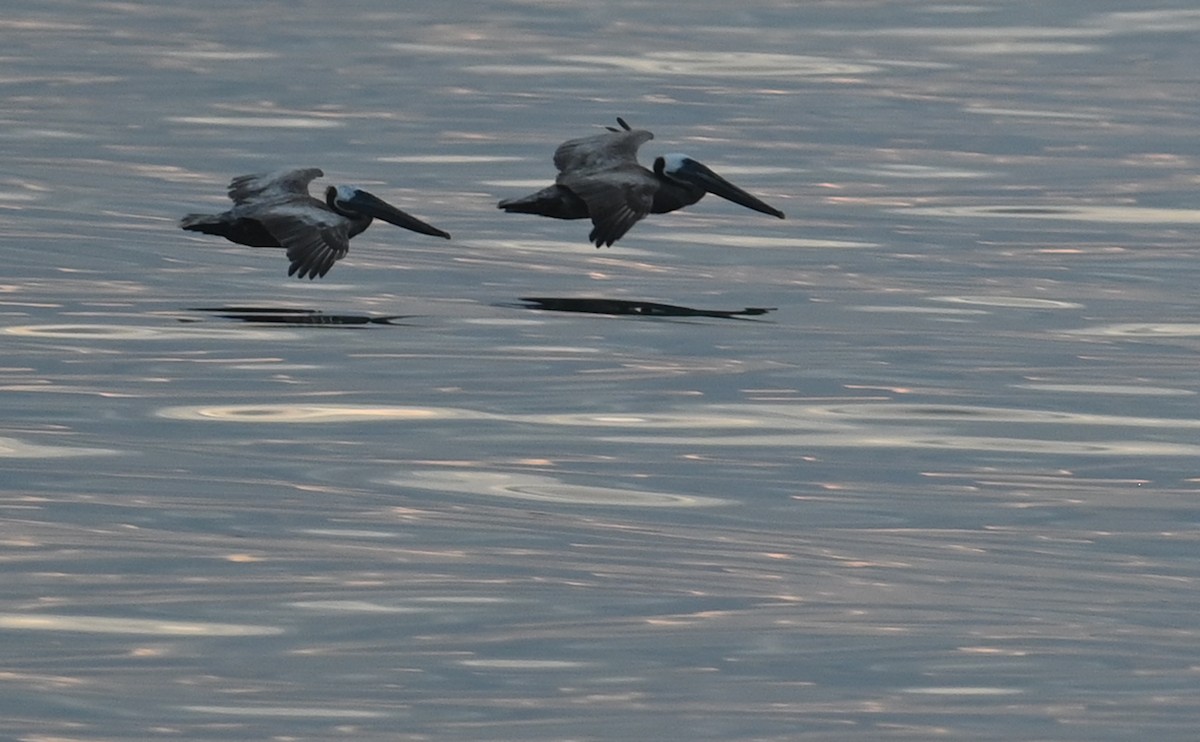 Brown Pelican - ML599567781