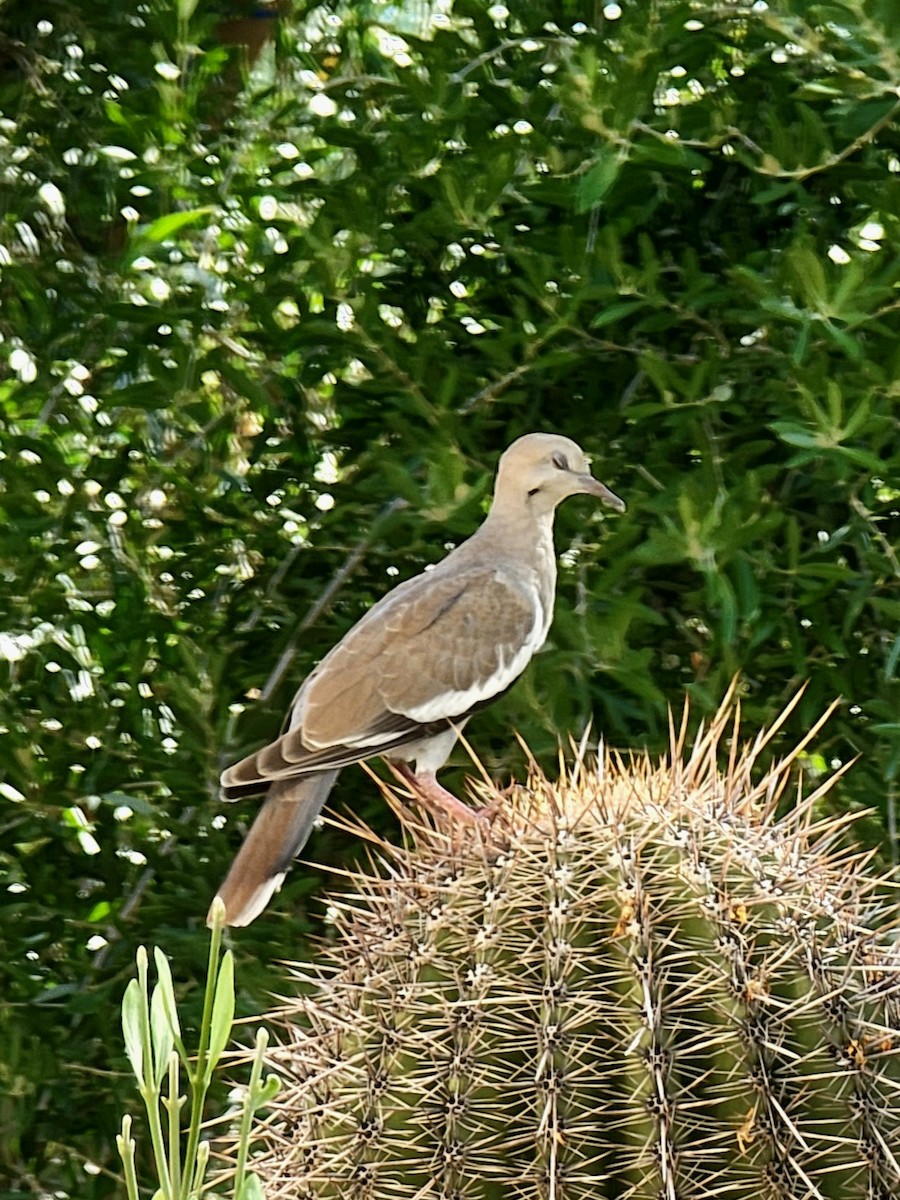 White-winged Dove - ML599567791