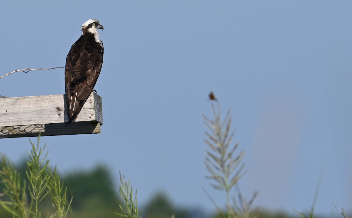 Águila Pescadora (carolinensis) - ML599567961