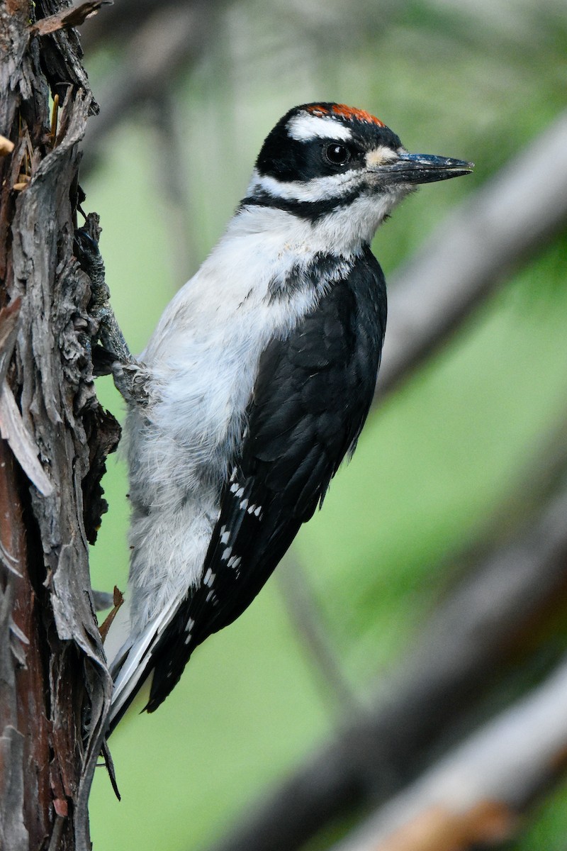 Hairy Woodpecker - ML599568021