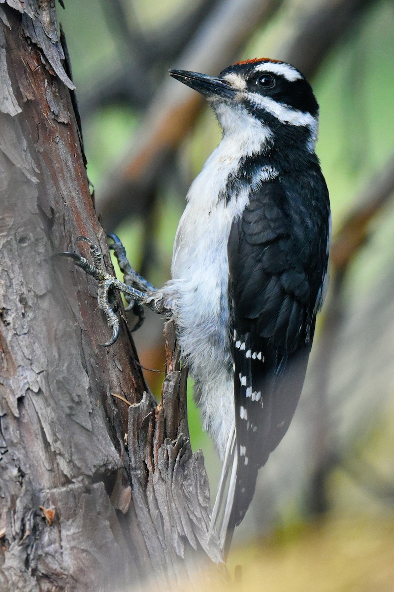 Hairy Woodpecker - ML599568031