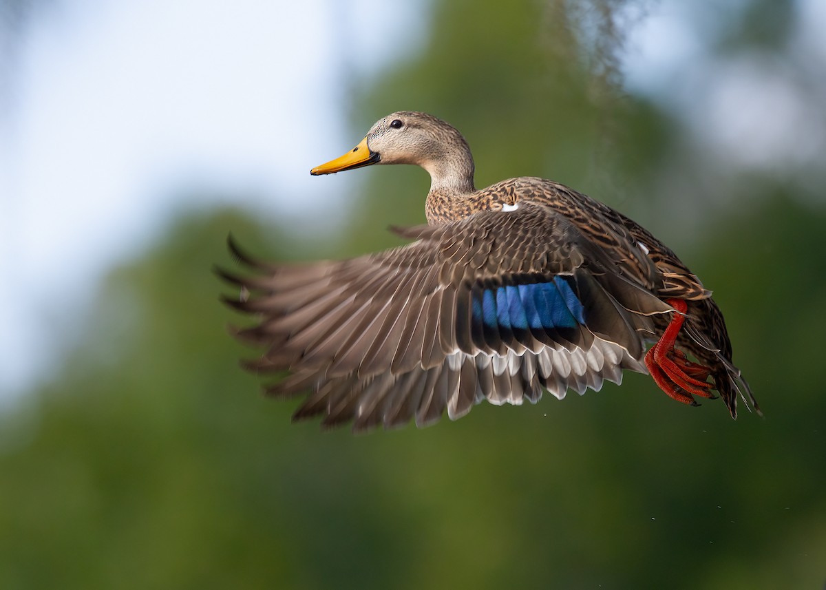 Mottled Duck - ML599568441