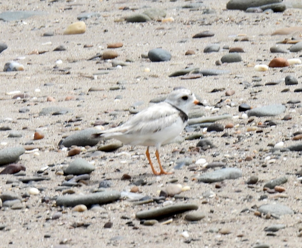 Piping Plover - ML599568961
