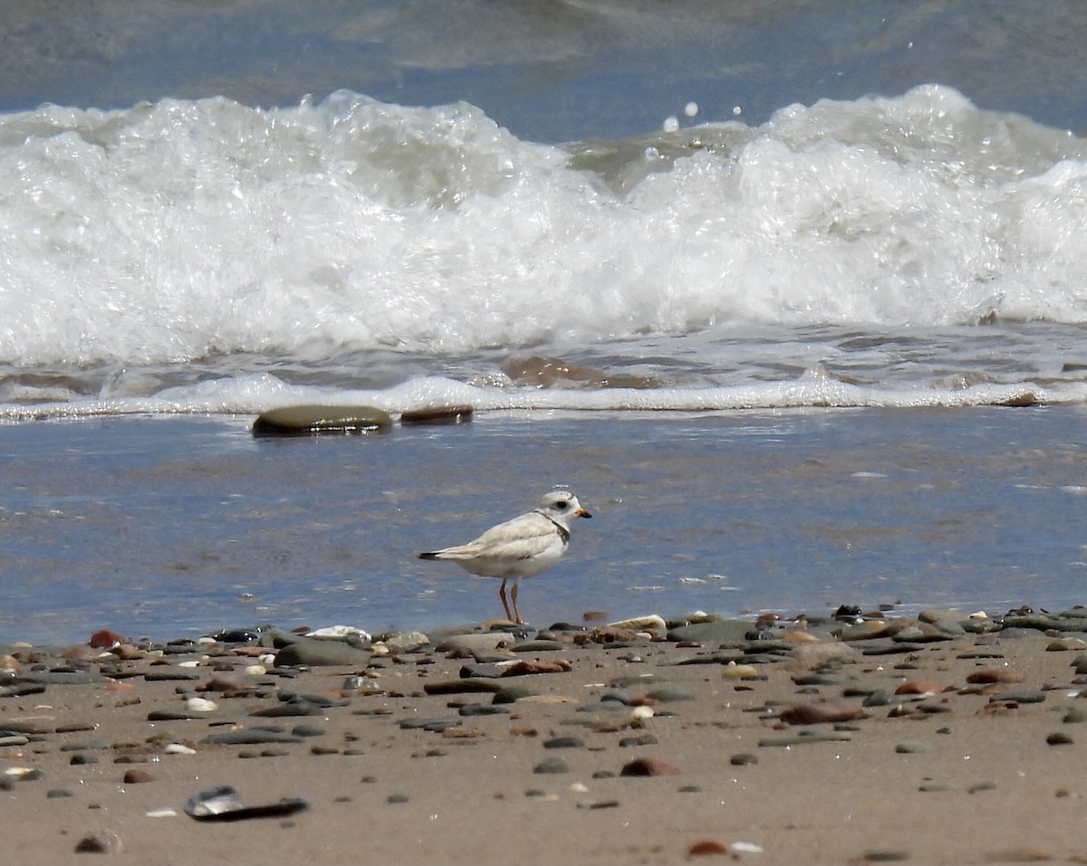 Piping Plover - ML599568971