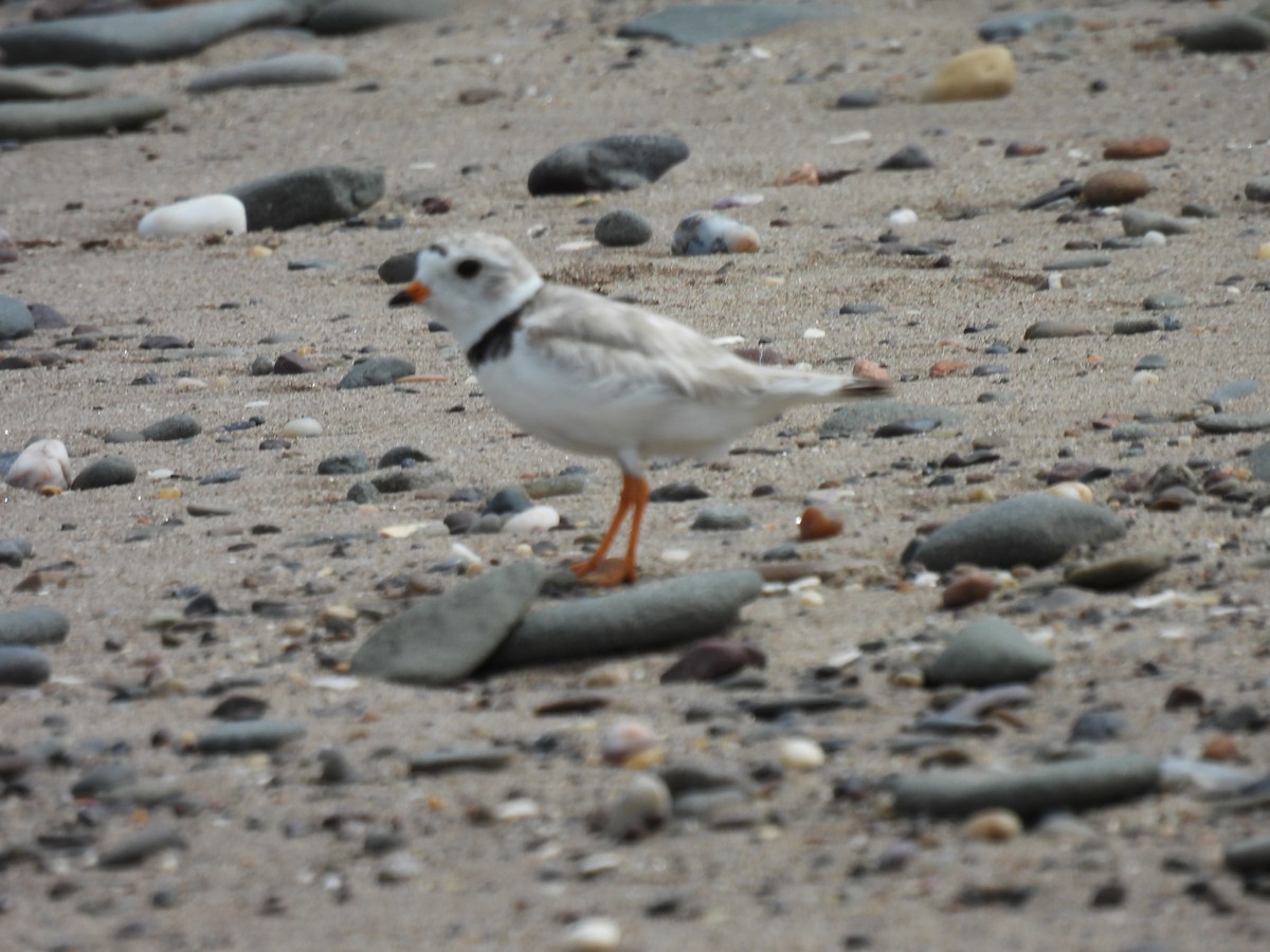 Piping Plover - ML599568981