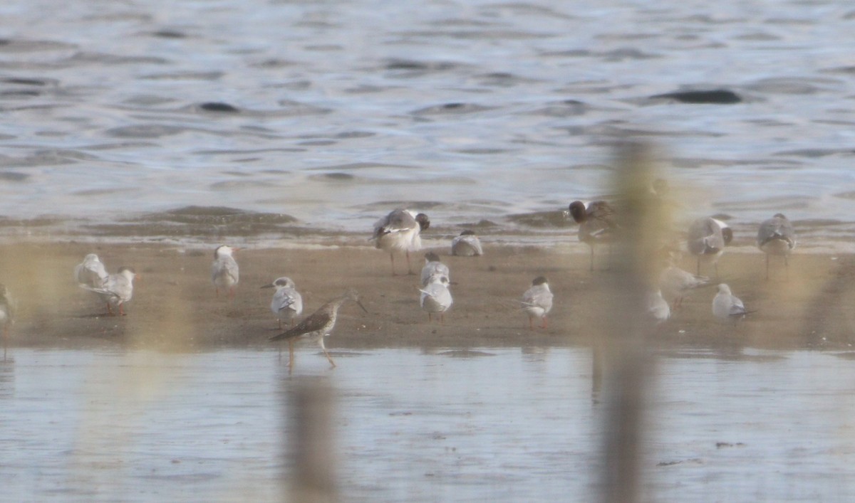 Greater Yellowlegs - MA 2