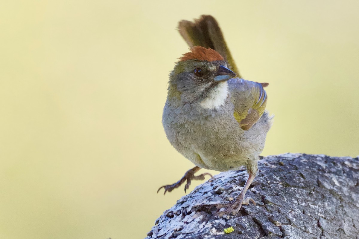 Green-tailed Towhee - ML599570871