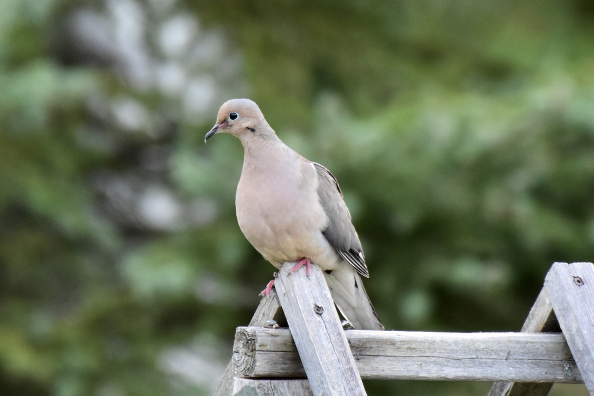 Mourning Dove - ML599574341