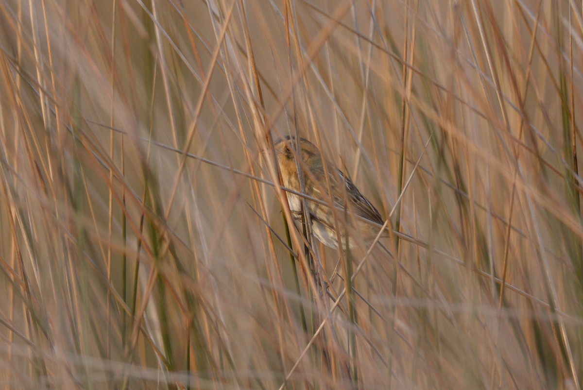 Nelson's Sparrow (Interior) - ML59957561