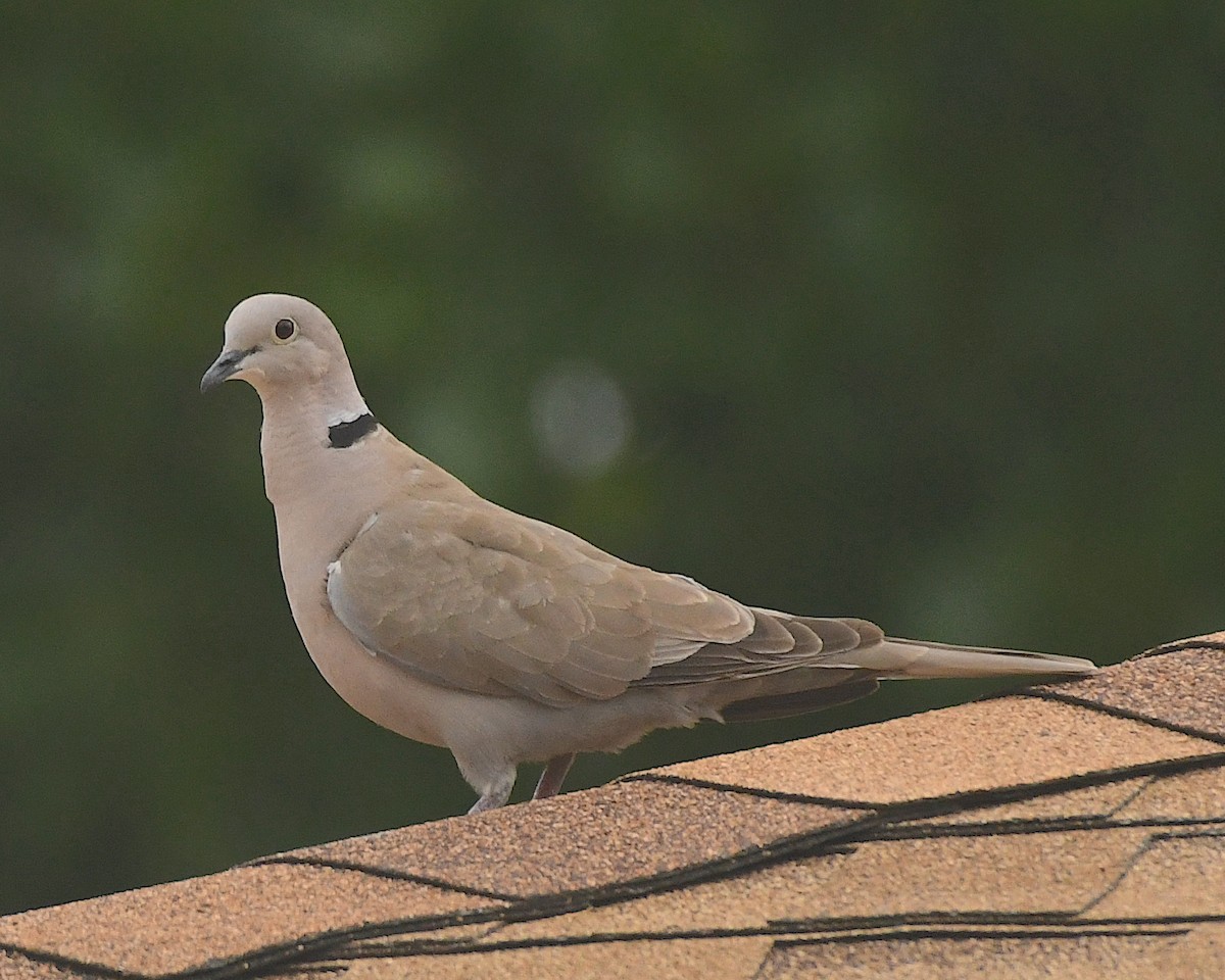 Eurasian Collared-Dove - ML599576201