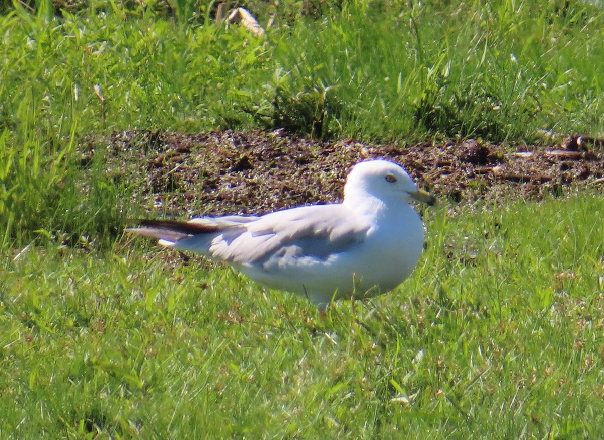 Ring-billed Gull - Fred Dike