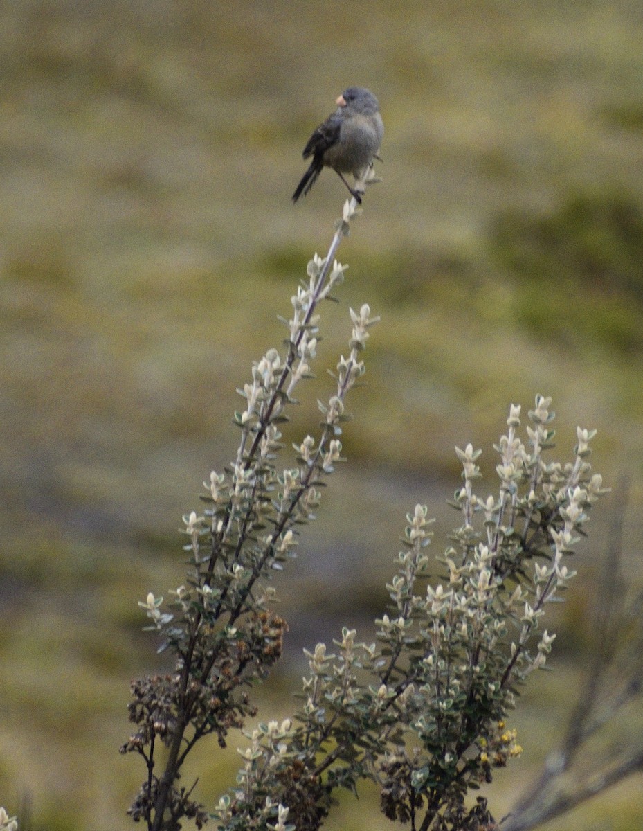 Plain-colored Seedeater - B. Buckler