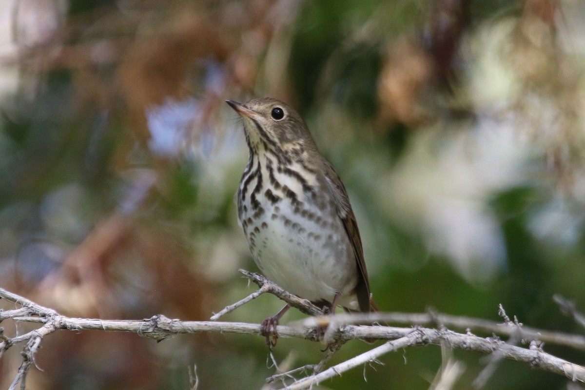 Hermit Thrush - Mark Chavez