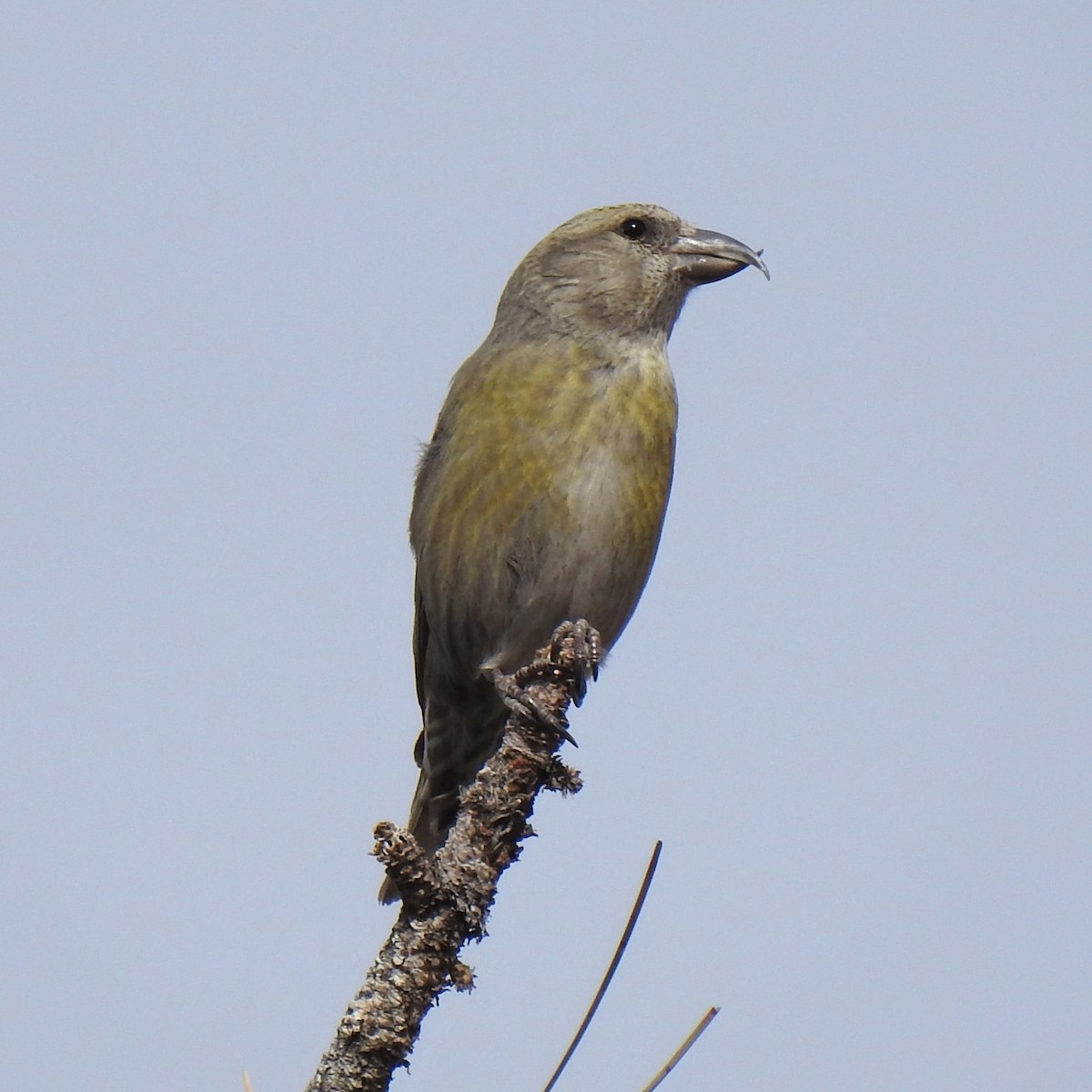 Red Crossbill - Roger Massey