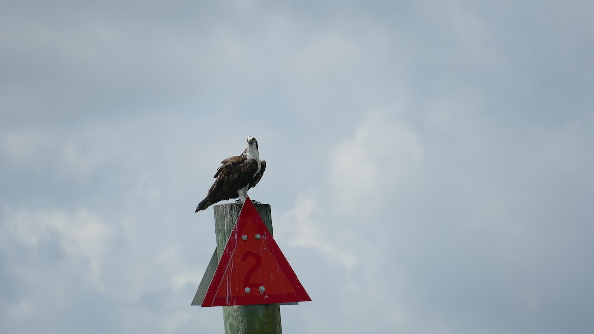 Osprey - Adelle Frank