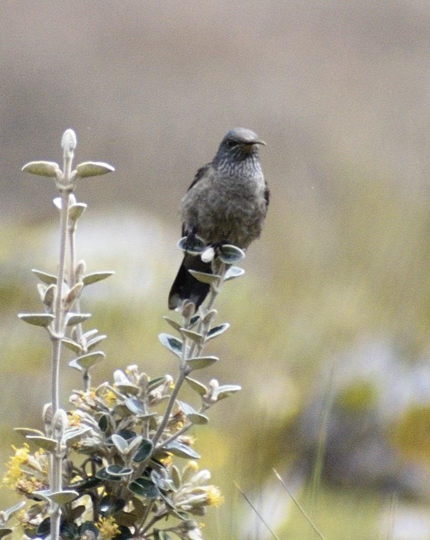 Ecuadorian Hillstar - ML599577201