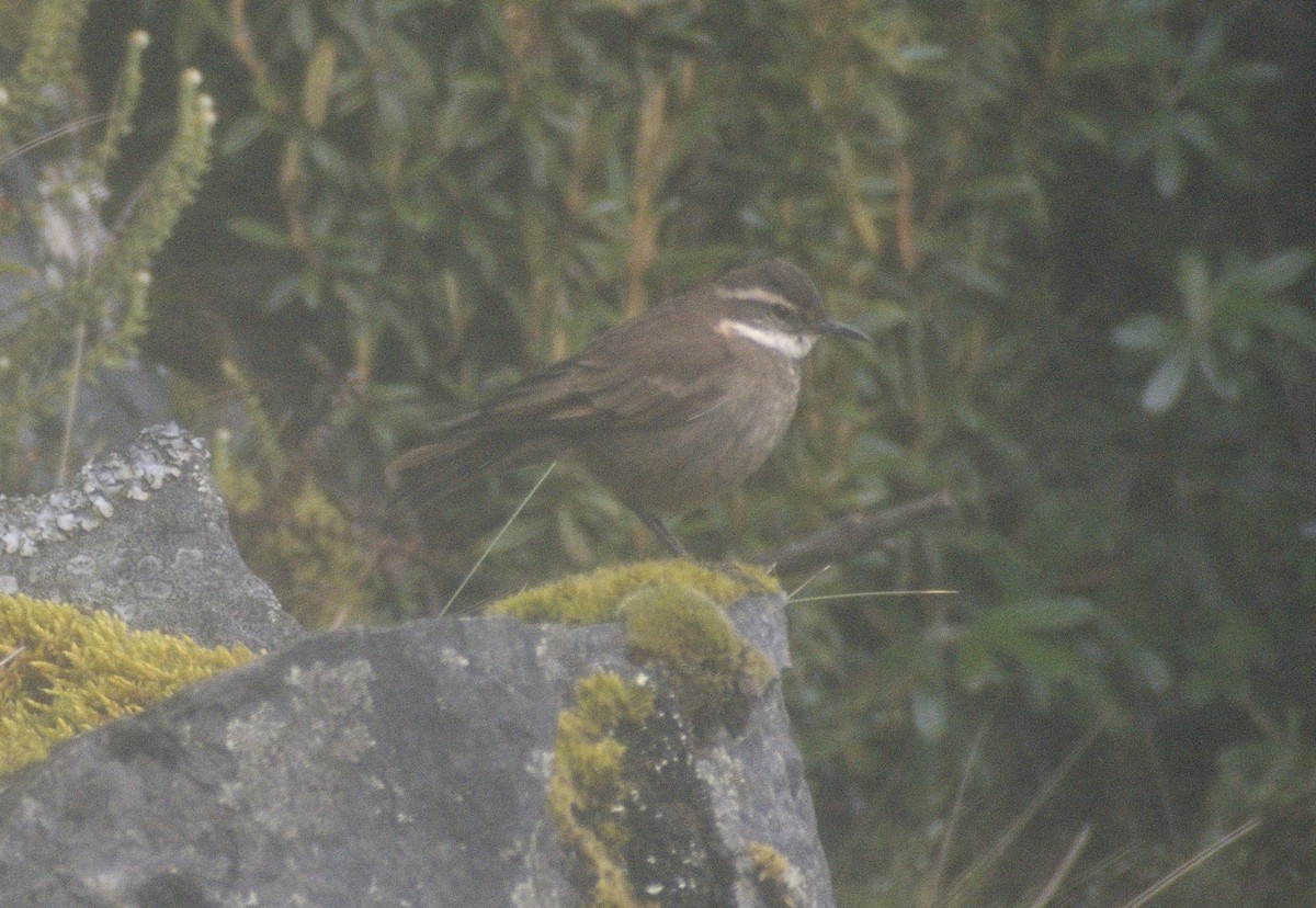 Stout-billed Cinclodes - ML599577461