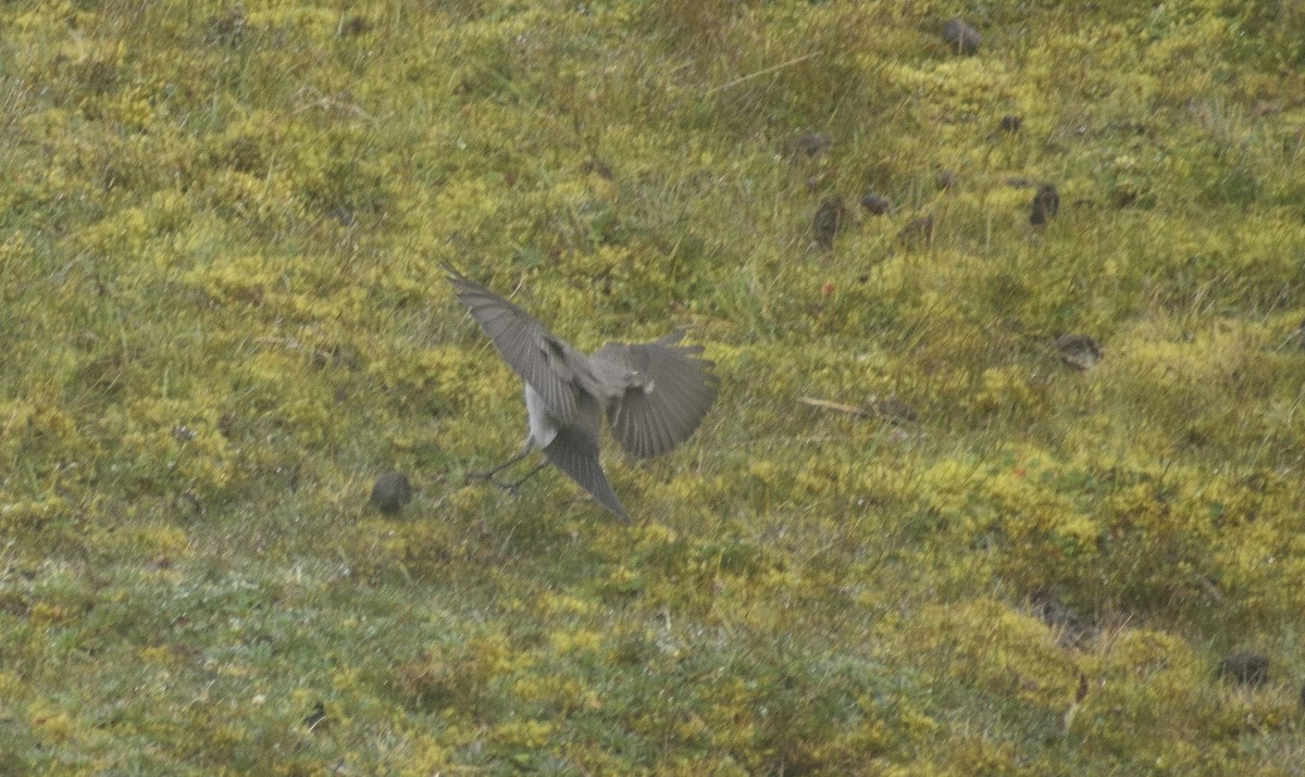 Plain-capped Ground-Tyrant - B. Buckler