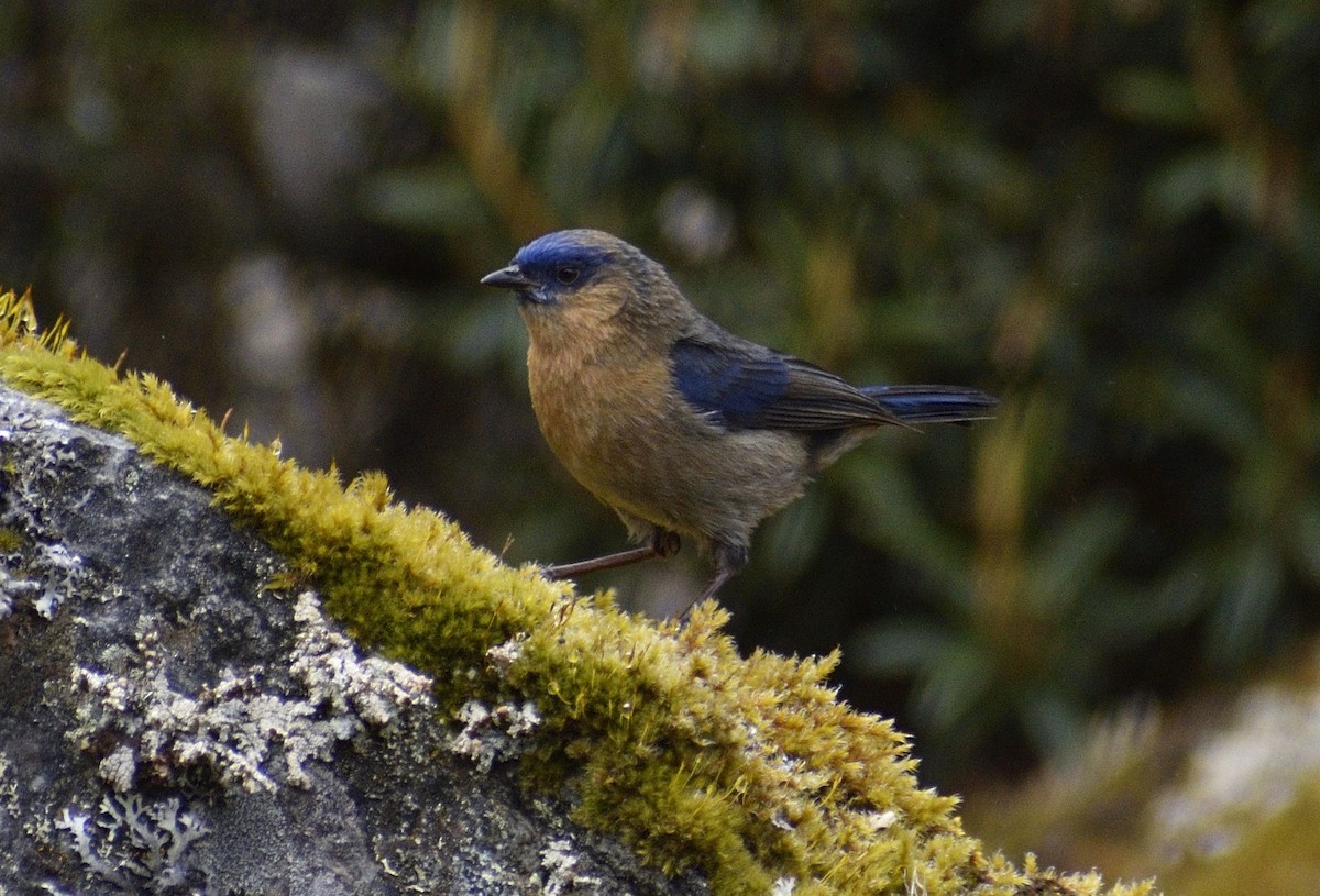 Tit-like Dacnis - ML599577641