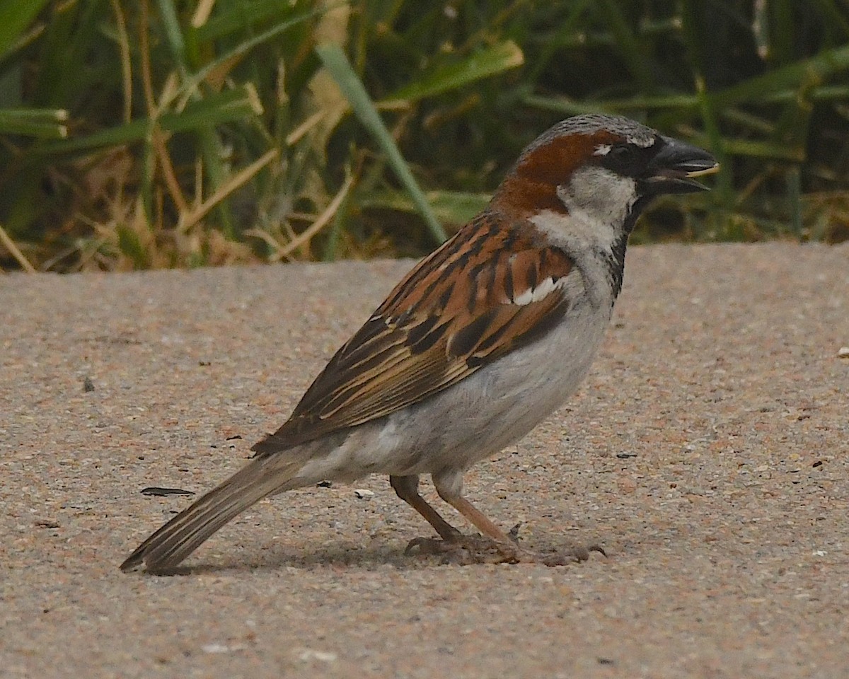 House Sparrow - ML599577791