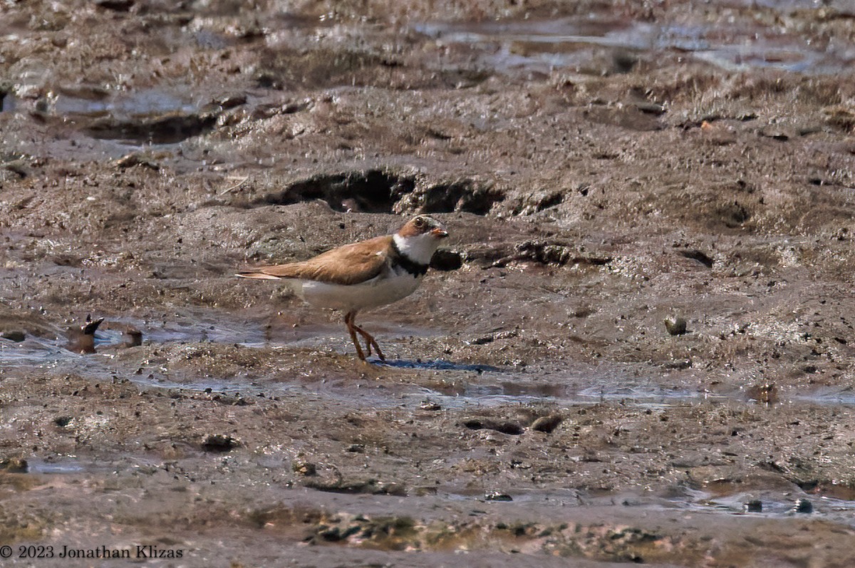 Semipalmated Plover - ML599577801