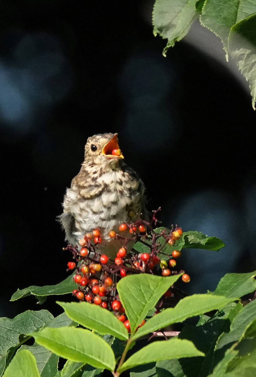 Swainson's Thrush - ML599577971