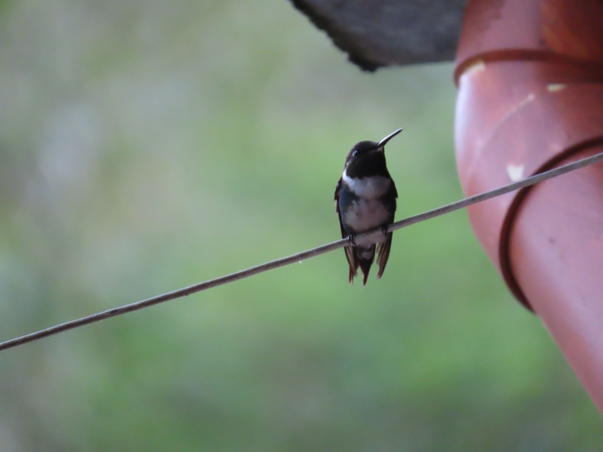 White-bellied Woodstar - ML599578111