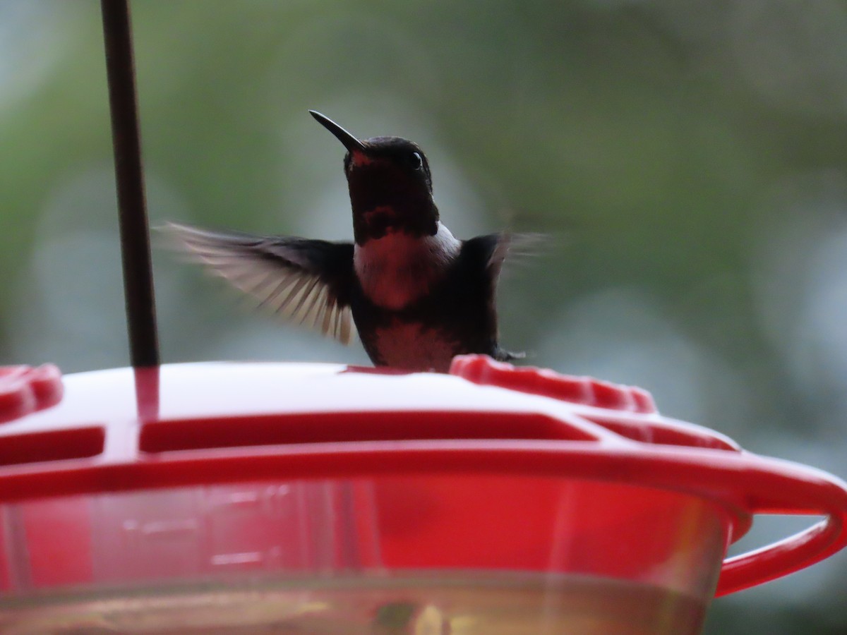 White-bellied Woodstar - ML599578121