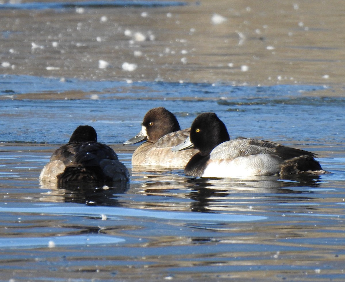 Lesser Scaup - ML599578131