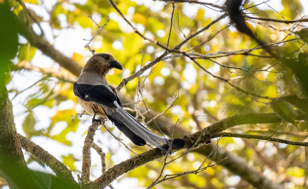 Bornean Treepie - ML599578741