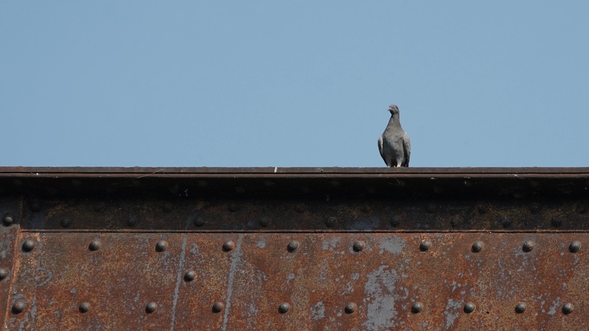 Rock Pigeon (Feral Pigeon) - ML599579411