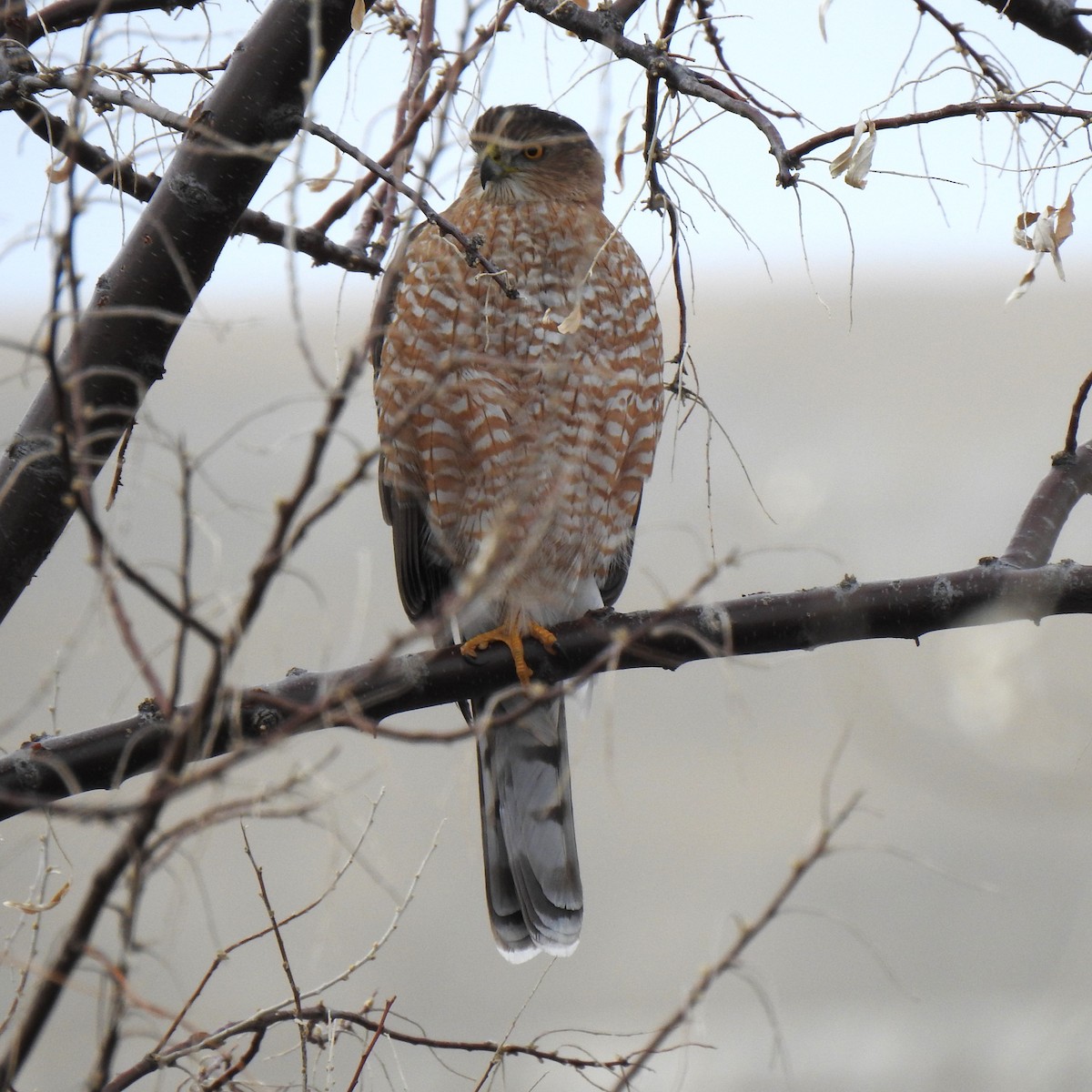 Cooper's Hawk - ML599579451