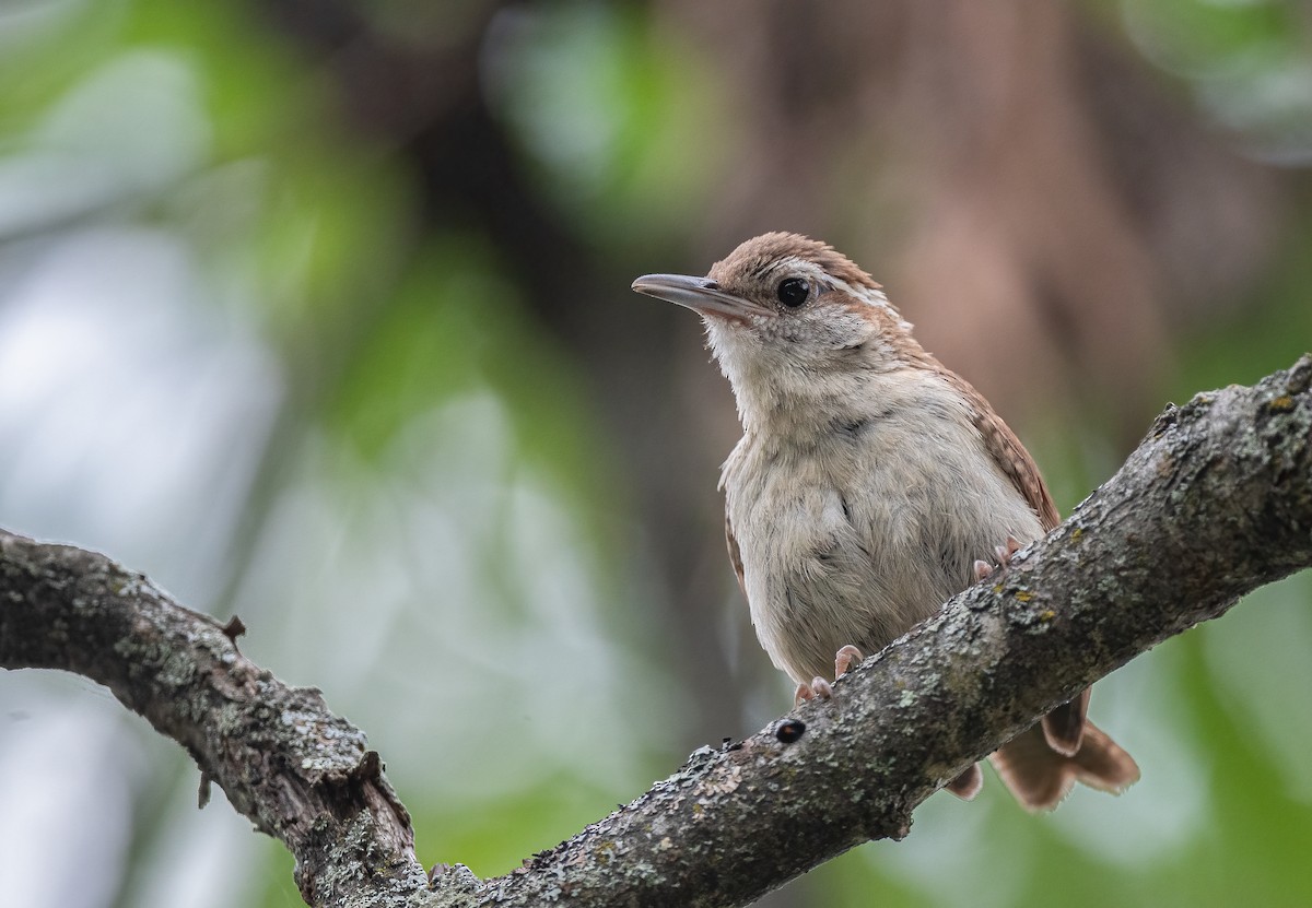 Carolina Wren - Sandy Podulka