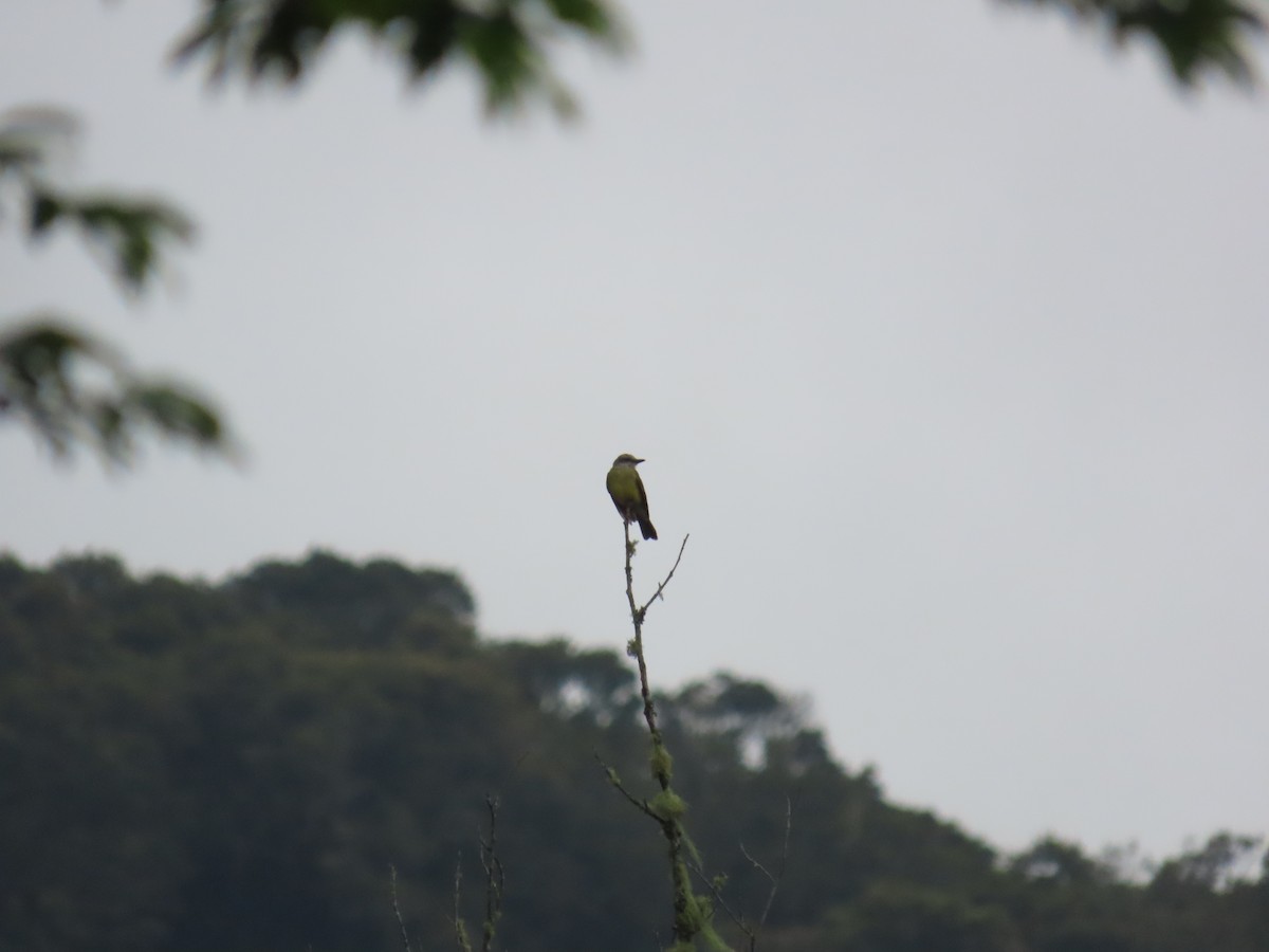 Tropical Kingbird - ML599580211