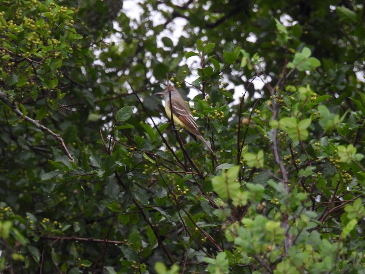 Brown-crested Flycatcher - Aiden Saari