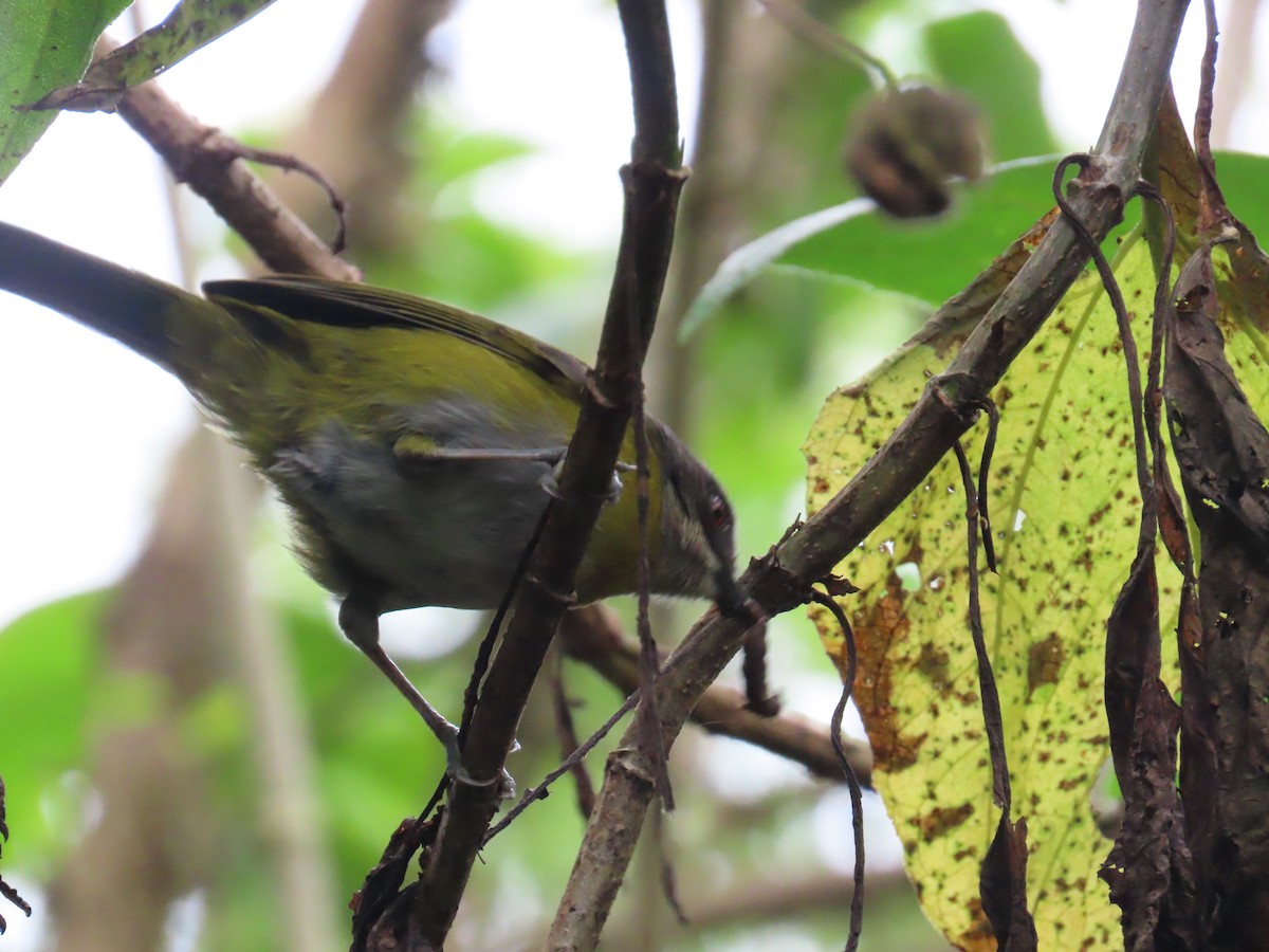 Ashy-throated Chlorospingus - ML599581021